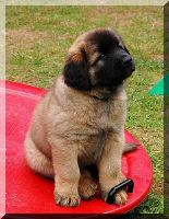 leonberger 100.jpg